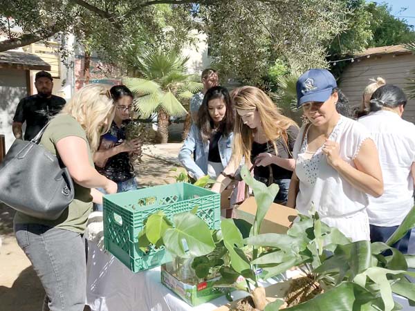 Plant-lover propagation benefits from swaps, groups, social media